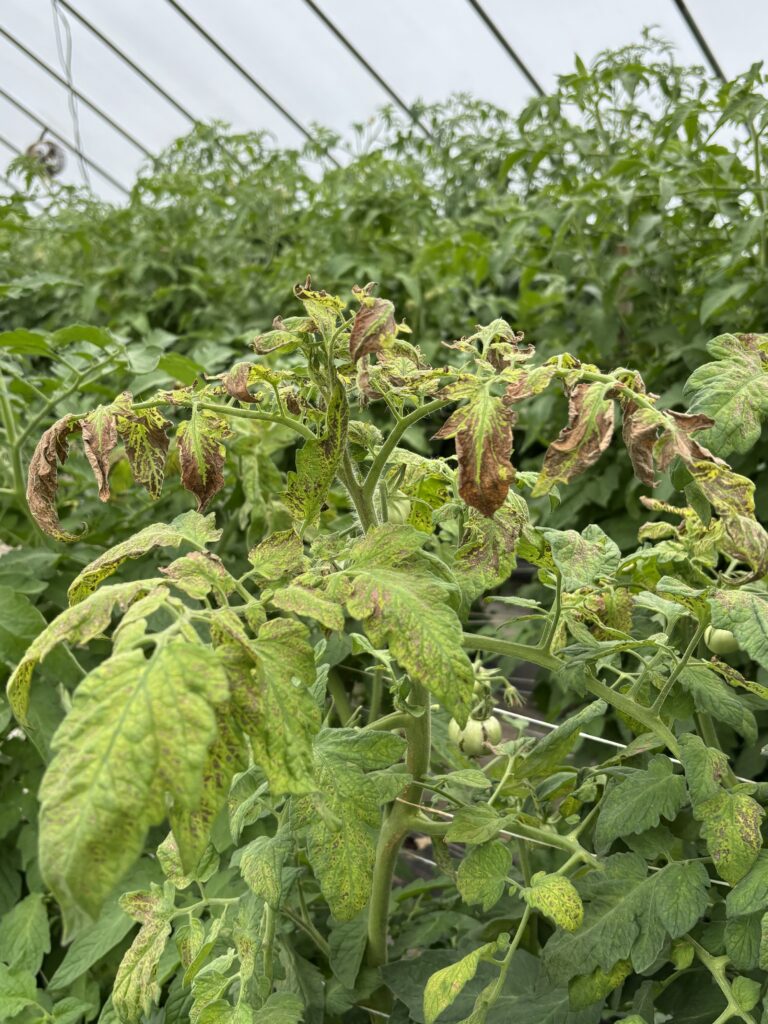 The tomato plant in the foreground has tomato spotted wilt virus symptoms, with stunted growth and curled yellow and brown foliage.