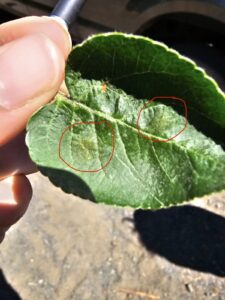 Early onset of scab symptoms on apple leaves. Photo by Kaitlin Quinn.