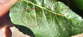 Early onset of scab symptoms on apple leaves. Photo by Kaitlin Quinn.