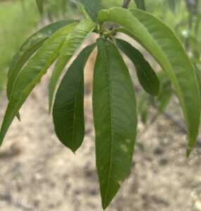 Bacterial leaf spot on peach