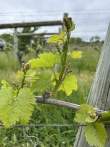 Grapevines with secondary bud break.