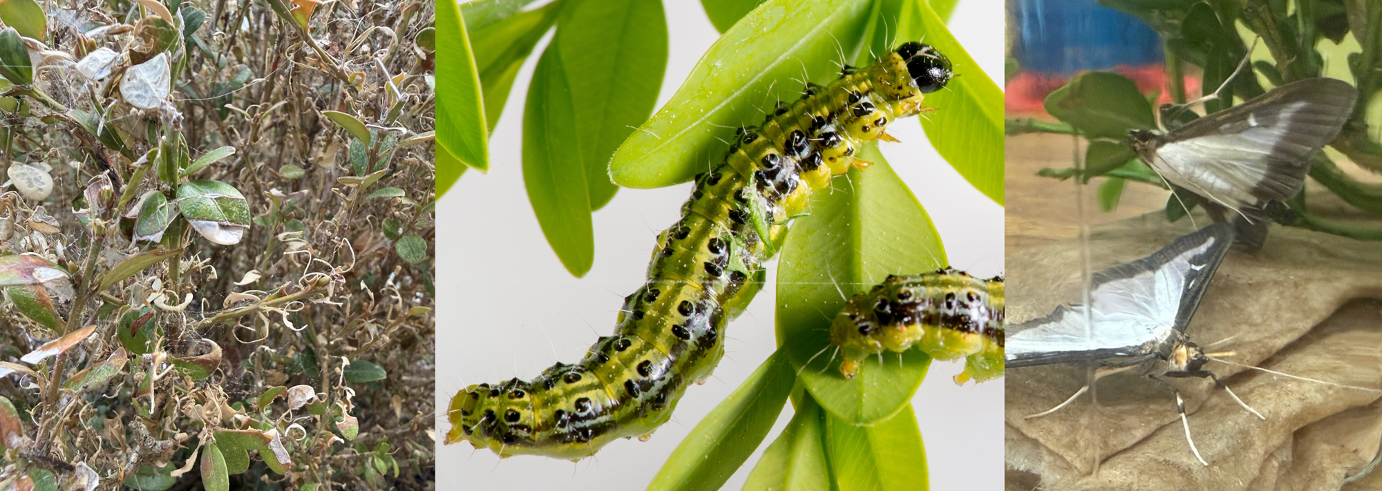 Left: BTM Damage. Center: BTM Caterpillars. Right: Adult BTM moths.