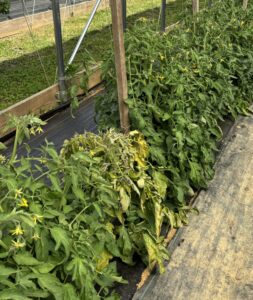 Row of tomato plants with one small yellow plant between two tall green plants.