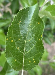 Cedar apple rust lesions forming on apple leaves.