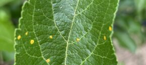 Cedar apple rust lesions forming on apple leaves.