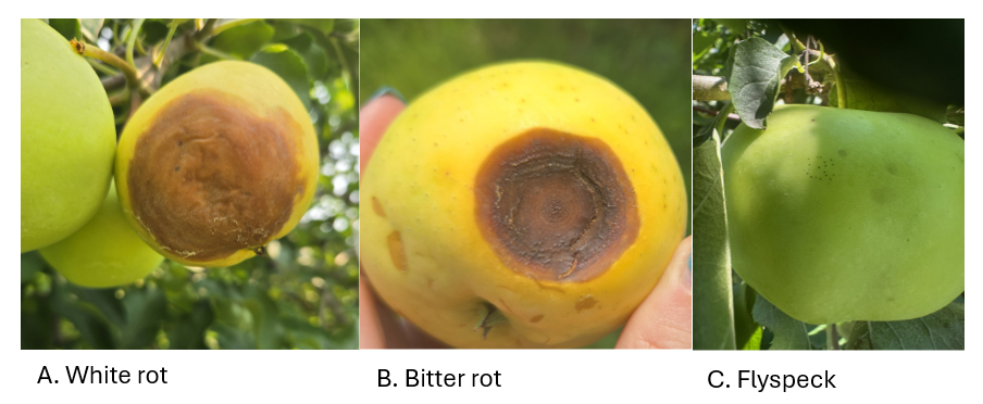 Diseases observed on developing apples a) white rot, b) bitter rot, and c) sooty blotch and fly speck.