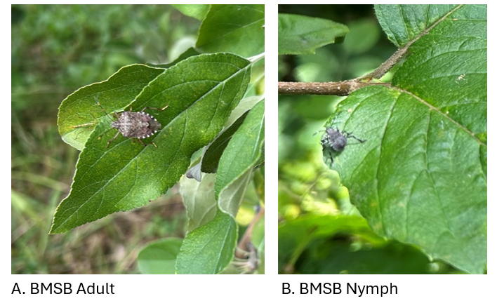 Brown marmorated stink bug (BMSB) is a pest of ripening fruit.