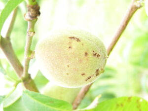 Bacterial spot on developing peach fruit.