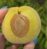 Brown rot developing on ripening peach.
