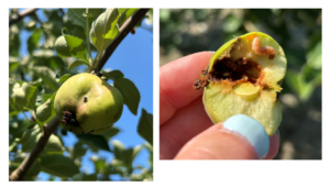 Codling moth injury and larva in developing fruit.