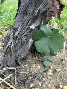 Grape root borer pupal case at the base of a grape vine where the adult moth emerged.