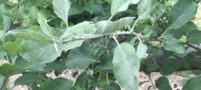Powdery mildew on apple leaves.