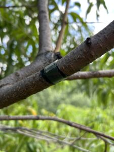 Monitoring San Jose scale crawlers using electrical tape and double-sided sticky tape on peach tree branch.