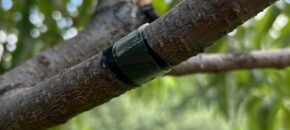 Monitoring San Jose scale crawlers using electrical tape and double-sided sticky tape on peach tree branch.
