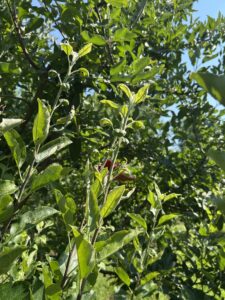 Potato leafhopper injury in new apple shoots.