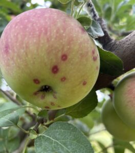 San Jose scale crawlers on maturing apple fruit.