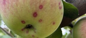 San Jose scale crawlers on maturing apple fruit.