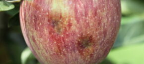 Injury from stink bug feeding on fruit looks like bruising and corking of flesh just under the skin.