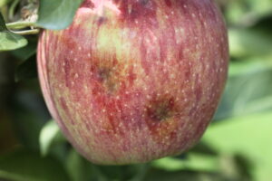 Injury from stink bug feeding on fruit looks like bruising and corking of flesh just under the skin.
