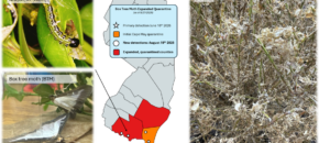 Box tree moth quarantine expanded to Cumberland and Atlantic counties.