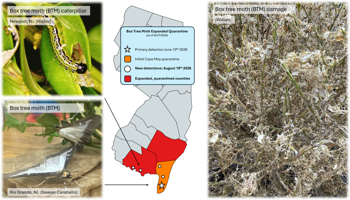 Box tree moth quarantine expanded to Cumberland and Atlantic counties.