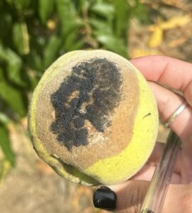 Rhizopus rot on maturing peach fruit. Photo by Amy Andreacchio.