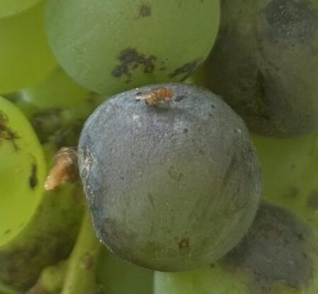 Spotted-wing drosophila male adult on ripening grape.