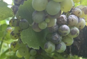 Anthracnose fruit rot on grapes.