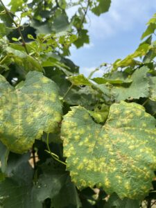 Downy mildew on grape foliage.