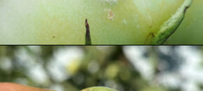 Top photo: pink caterpillar with some hairs feeds on green tomato. Bottom photo smooth green caterpillar with stripes feeds on green tomato.