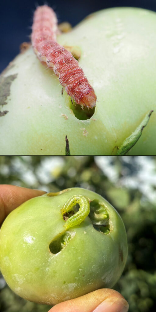 Top photo: pink caterpillar with some hairs feeds on green tomato. Bottom photo smooth green caterpillar with stripes feeds on green tomato.